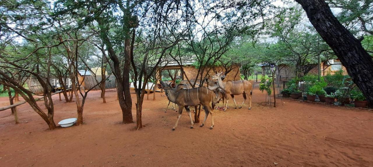 462 Bosbok Chalets Marloth Park Ngoại thất bức ảnh