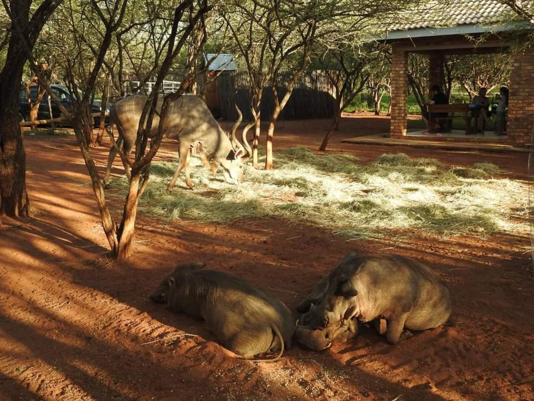 462 Bosbok Chalets Marloth Park Ngoại thất bức ảnh
