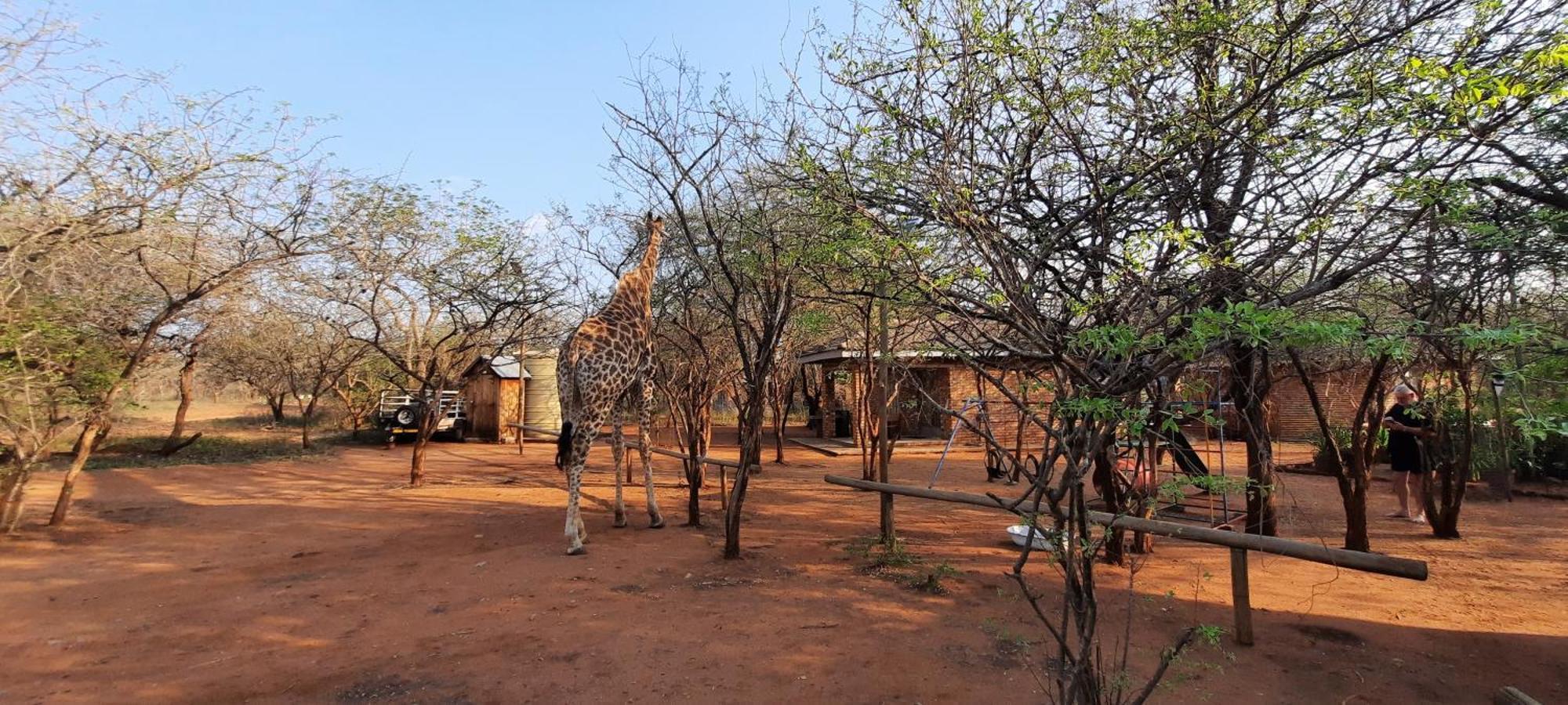 462 Bosbok Chalets Marloth Park Ngoại thất bức ảnh