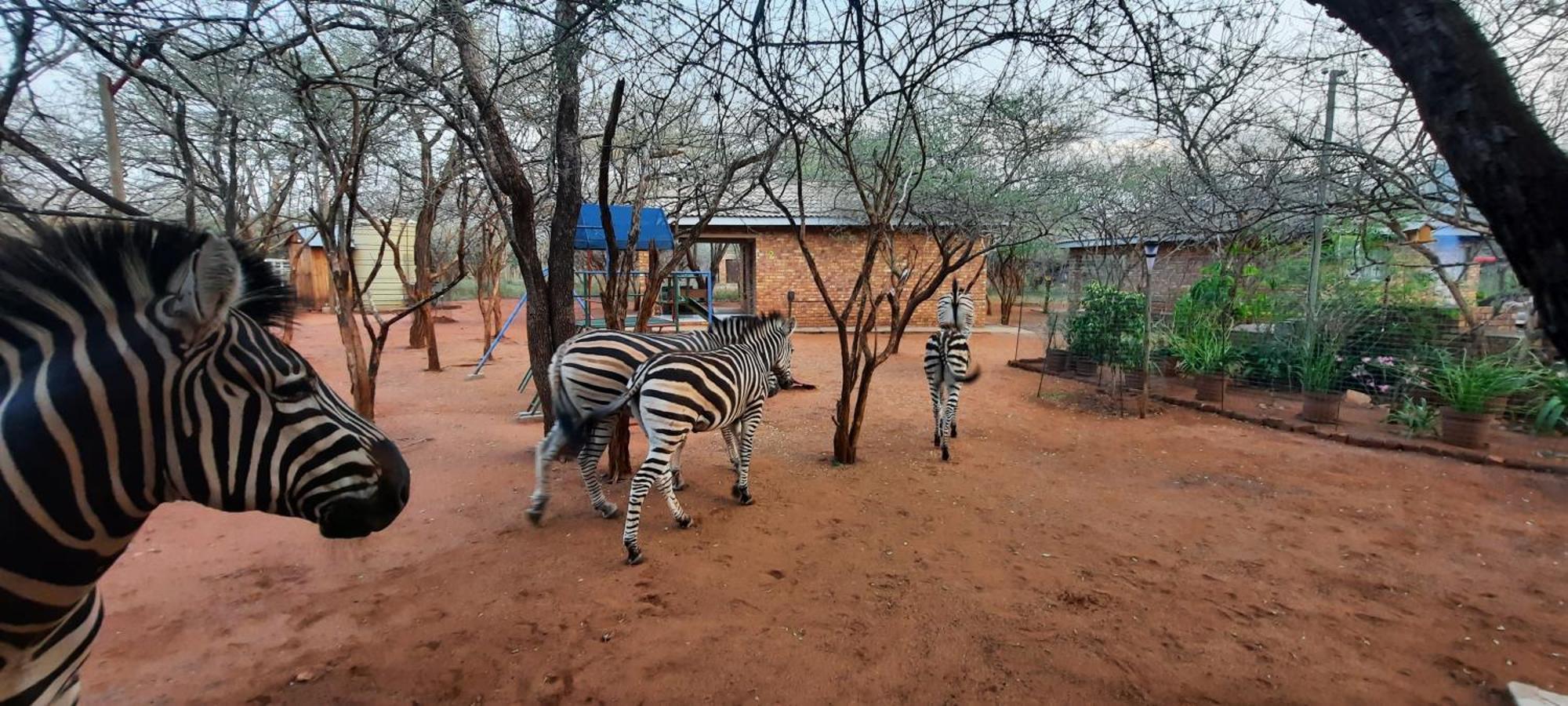 462 Bosbok Chalets Marloth Park Ngoại thất bức ảnh