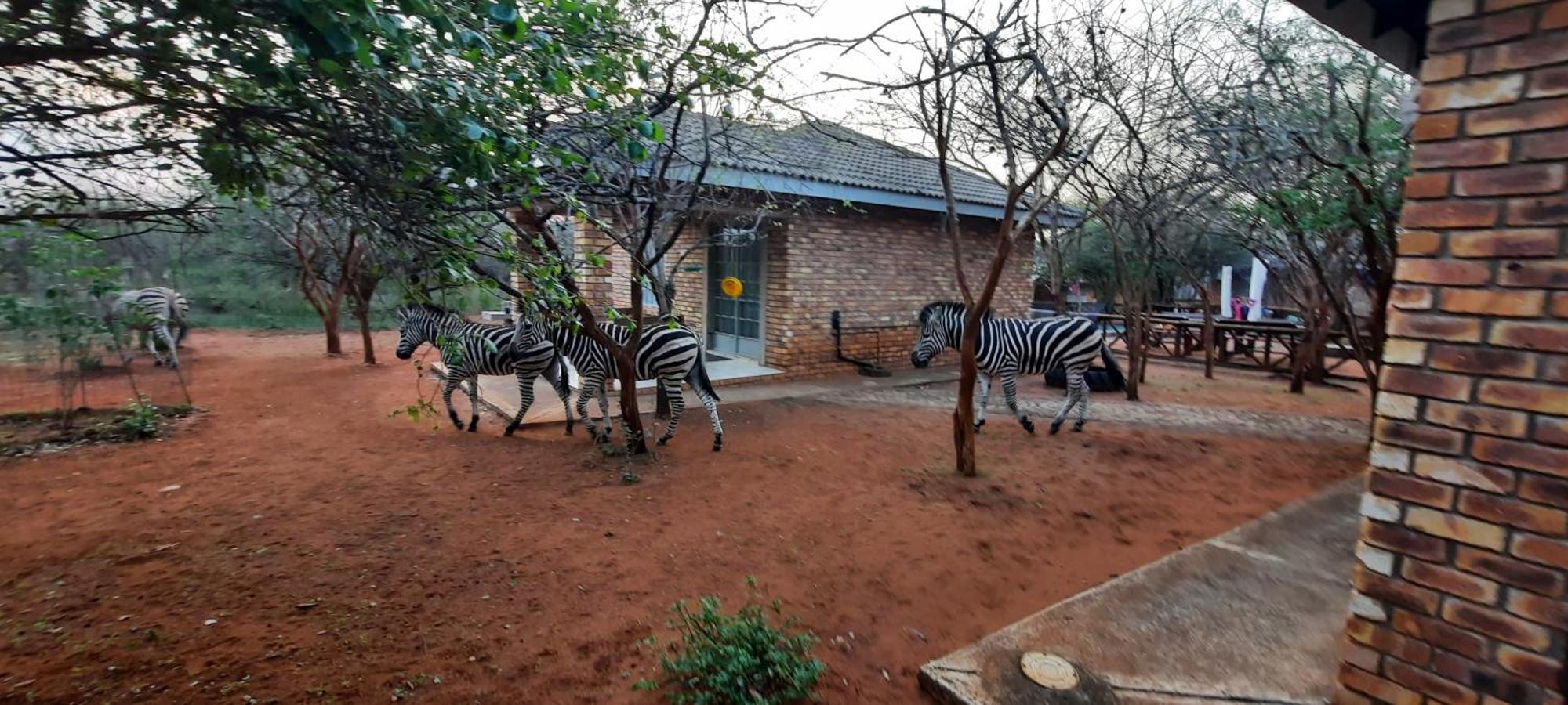 462 Bosbok Chalets Marloth Park Ngoại thất bức ảnh